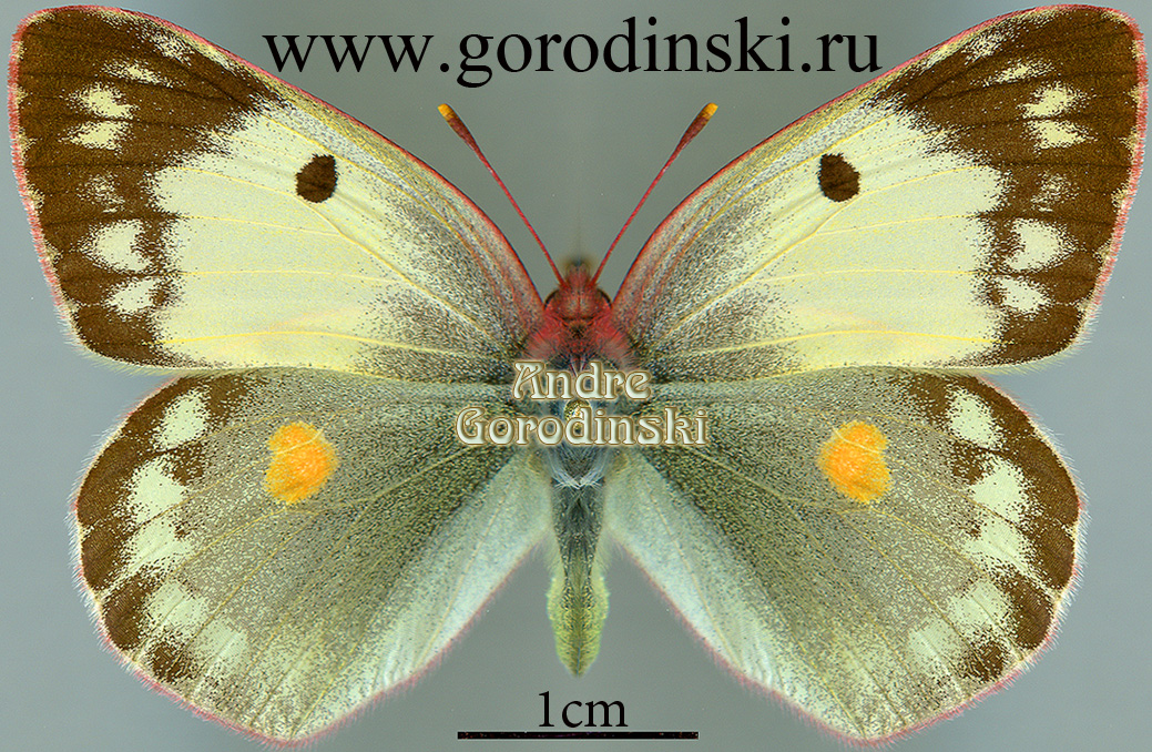 http://www.gorodinski.ru/pieridae/Colias myrmidone ermak f.jpg